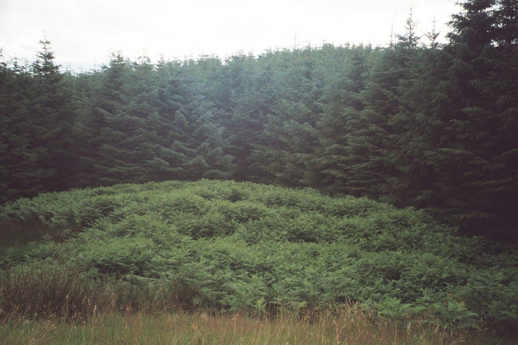 Cladh Uaine, chapel and burial ground 560m SE of Pennyfuir Cottage in Oban, Argyll and Bute