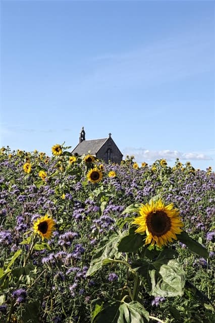 Boarhills Parish Church And Churchyard in St. Andrews, Fife
